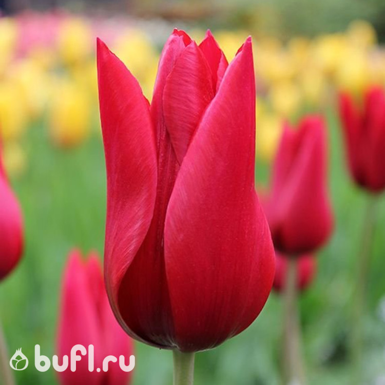 Тюльпан Pieter de Leur (5 луковиц)