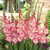 Гладиолус Priscilla (5 луковиц)