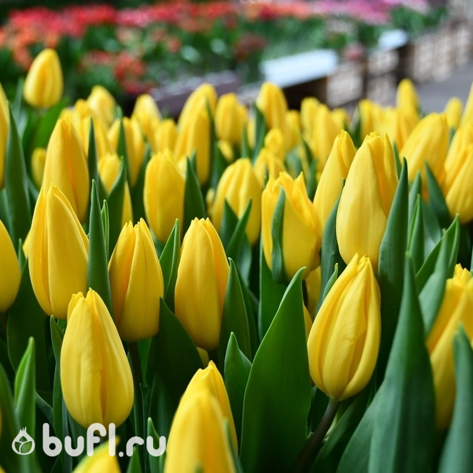 Тюльпан Стронг Голд (Strong Gold) 5 луковиц