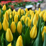 Тюльпан Стронг Голд (Strong Gold) 5 луковиц