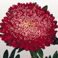 Астра Matador Fiery Red (семена 10 шт.)