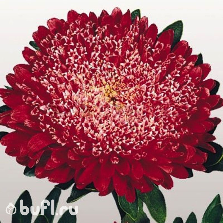 Астра Matador Fiery Red (семена 10 шт.)