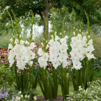 Гладиолус Serena (5 луковиц)