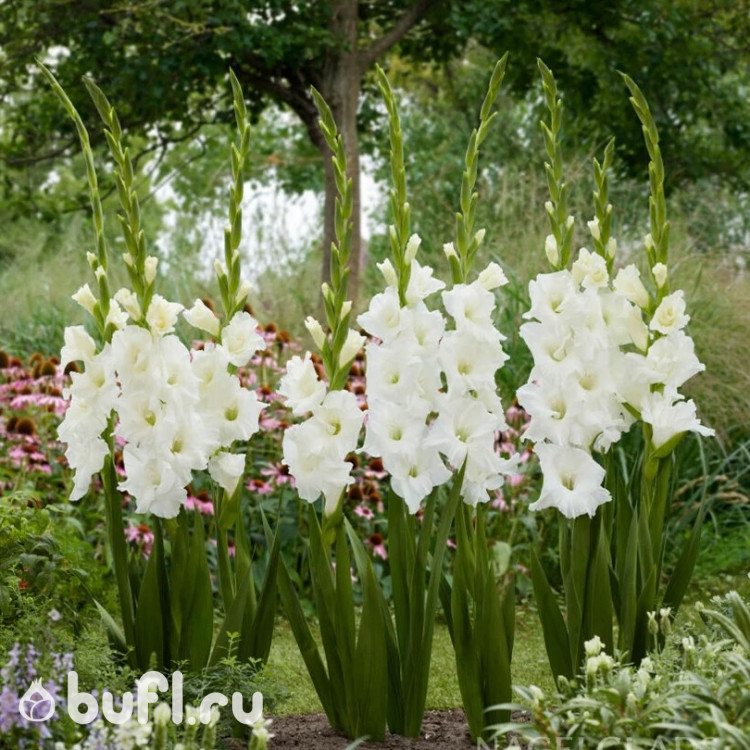 Гладиолус Serena (5 луковиц)