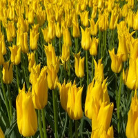 Тюльпан Schiedam (5 луковиц)