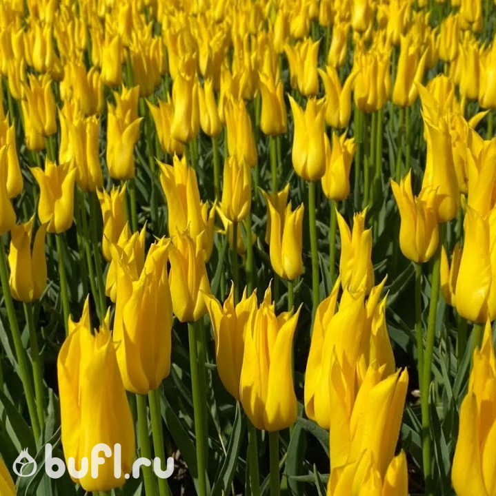 Тюльпан Schiedam (5 луковиц)