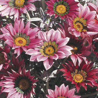 Газания Talent Rose Shades (семена 10 шт.)