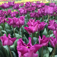 Тюльпан Crown of Negrita (5 луковиц)