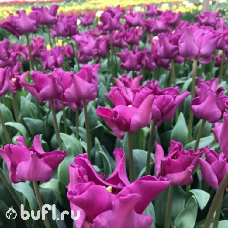 Тюльпан Crown of Negrita (5 луковиц)