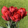Тюльпан Red Princess (5 луковиц)