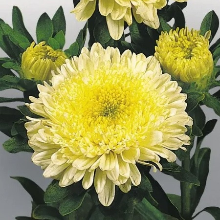 Астра Matador Yellow (семена 10 шт.)