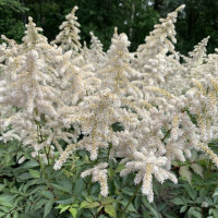 Астильба japonica Washington