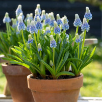 Мускари Mountain Lady (10 луковиц)