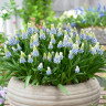 Мускари Маунтин Леди (Muscari Mountain Lady) 10 луковиц