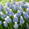Мускари Маунтин Леди (Muscari Mountain Lady) 10 луковиц