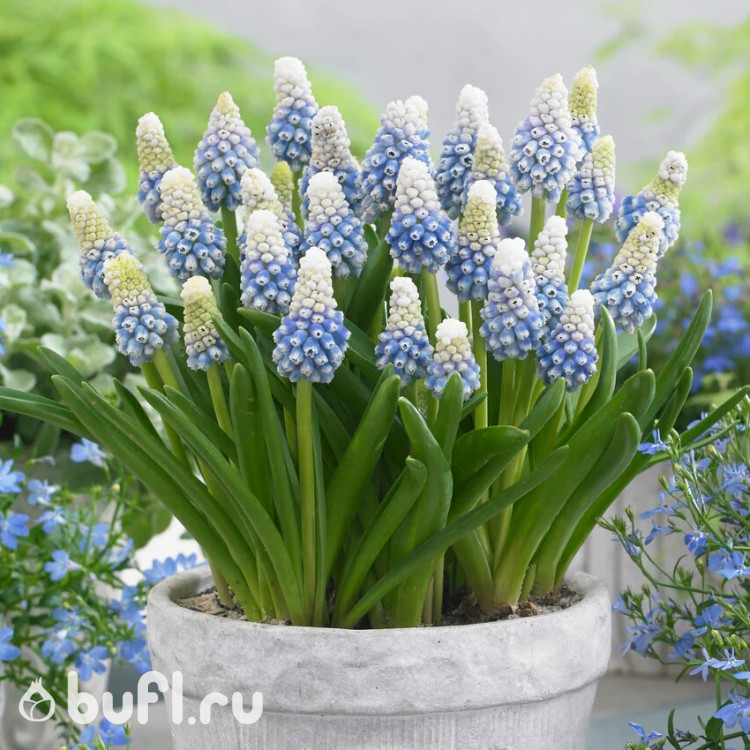 Мускари Маунтин Леди (Muscari Mountain Lady) 10 луковиц