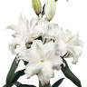 Лилия Roselily Angela