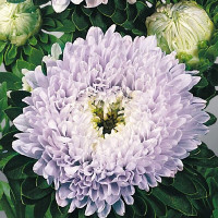 Астра Matador Soft Blue (семена 10 шт.)
