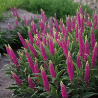 Veronica hybrid Atomic Red Ray