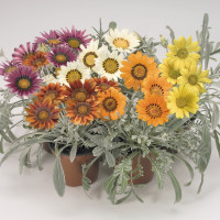 Газания Talent Mix (семена 10 шт.)