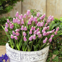 Мускари Pink Sunrise (5 луковиц)