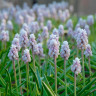 Мускари Пинк Санрайз (Muscari Pink Sunrise) 5 луковиц