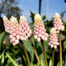 Мускари Пинк Санрайз (Muscari Pink Sunrise) 5 луковиц