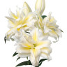 Лилия Roselily Irvana