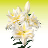 Лилия Roselily Irvana