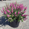 Veronica spicata Pink Candle