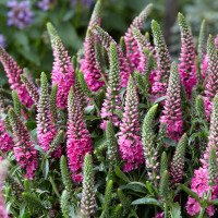 Veronica spicata Pink Candle