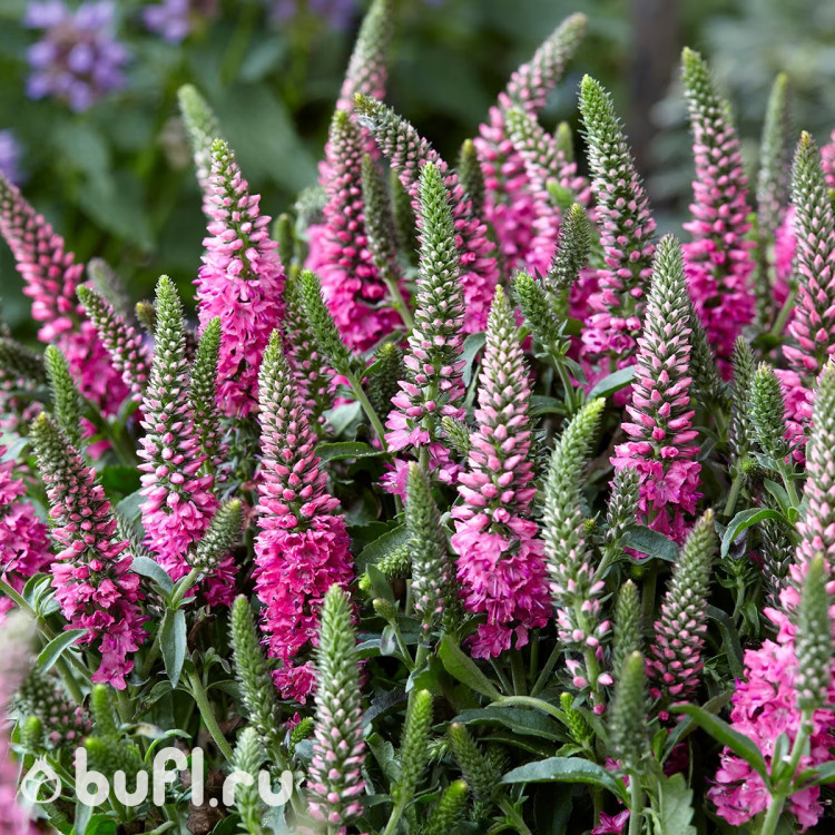 Veronica spicata Pink Candle