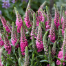 Veronica spicata Pink Candle