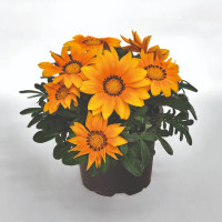 Газания Zany Orange (семена 10 шт.)