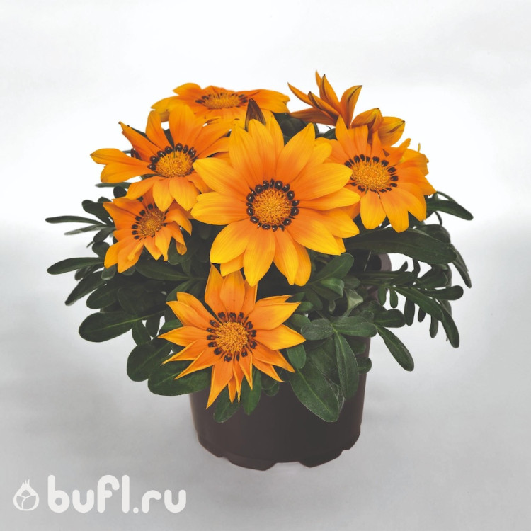 Газания Zany Orange (семена 10 шт.)