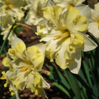 Нарцисс Cassata (3 луковицы)
