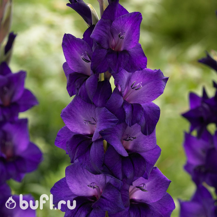 Гладиолус Purple Flora (5 луковиц)