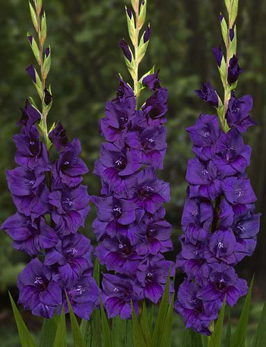 Гладиолус Purple Flora (5 луковиц)