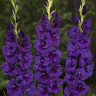 Гладиолус Purple Flora (5 луковиц)