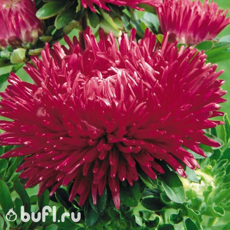 Астра Gala Burgundy (семена 10 шт.)