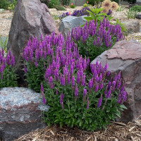 Veronica spicata Purple Candle