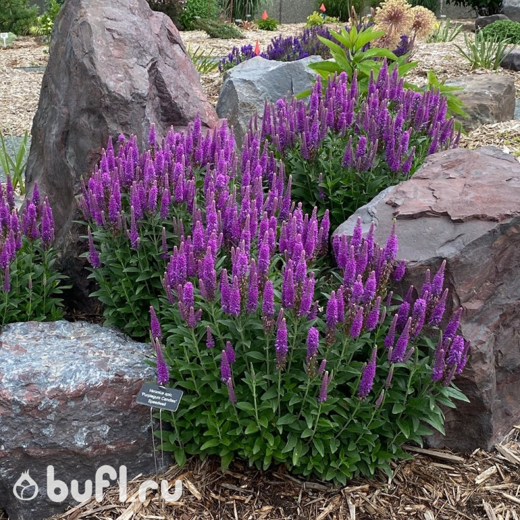 Veronica spicata Purple Candle