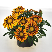 Газания Zany Orange Flame (семена 10 шт.)