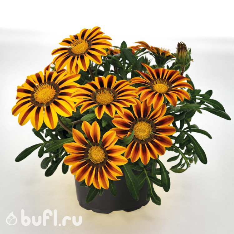 Газания Zany Orange Flame (семена 10 шт.)