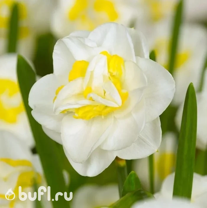 Нарцисс Salou (3 луковицы)