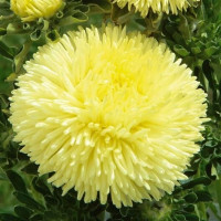 Астра Gala Yellow (семена 10 шт.)
