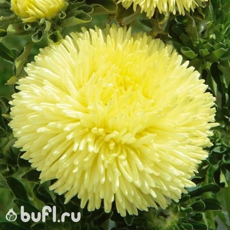 Астра Gala Yellow (семена 10 шт.)