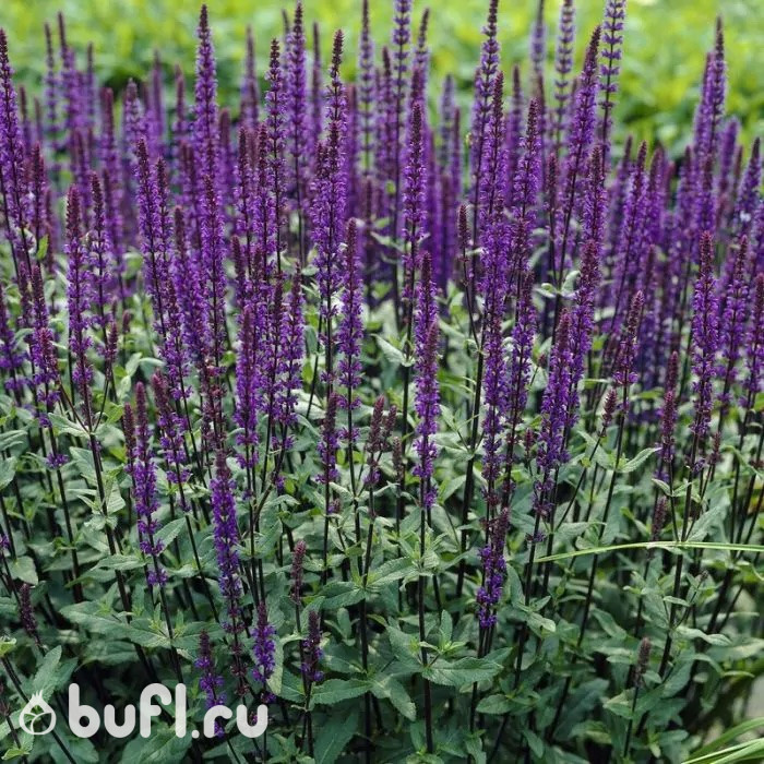 Salvia nemorosa Caradonna