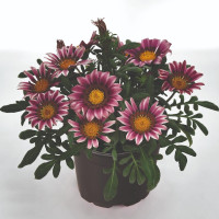 Газания Zany Pink (семена 10 шт.)