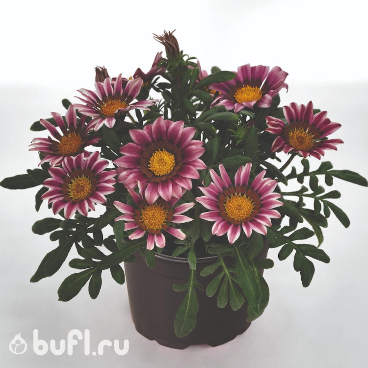 Газания Zany Pink (семена 10 шт.)